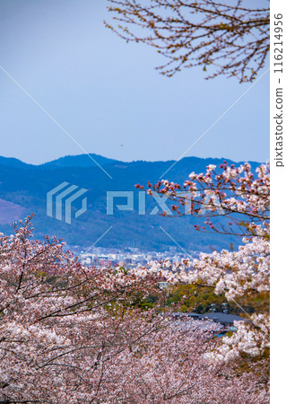 [Kyoto Scenery] Cherry blossoms at Keage Incline 116214956