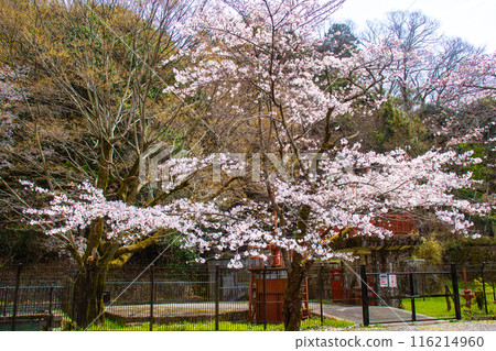 [Kyoto Scenery] Cherry blossoms at Keage Incline 116214960