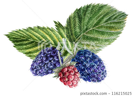 Set of berries and blackberry leaves. Watercolor botanical illustration of ripe and green unripe blackberries, hand drawn blackberry berries 116215025