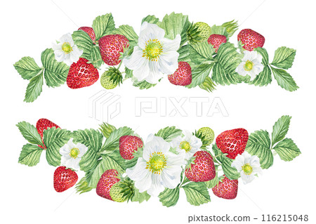 Watercolor frame of white flowers and strawberries. Beautiful frame with strawberry flowers, strawberries, leaves, hand drawn Watercolor frame of white flowers and strawberries. Beautiful frame with strawberry flowers, strawberries, leaves, hand drawn 116215048