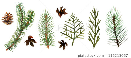 Watercolor illustration christmas set with fir, branches, cone, wood, holly. Hand drawn clipart. Perfect for card, postcard, tags, invitation, printing, wrapping 116215067