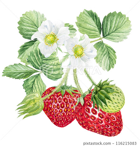 Strawberry Watercolor illustration, strawberry bushes with green leaves and white flowers 116215083