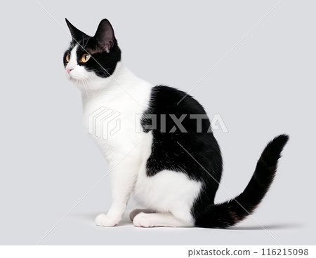 貓(日本短尾貓) 貓(日本短尾貓) 116215098