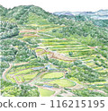 Scenery with rice terraces 116215195