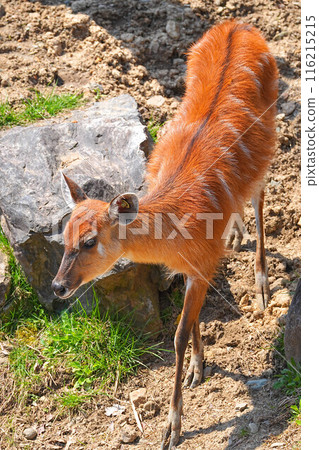 盛岡動物園 116215215