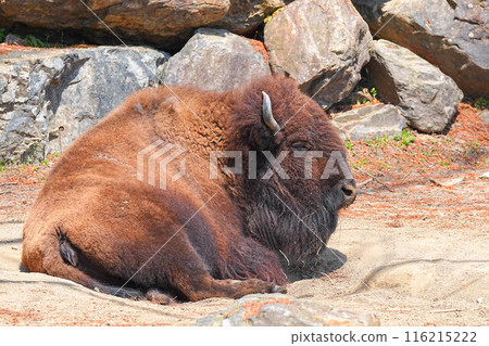 Morioka Zoological Park Morioka Zoological Park 116215222