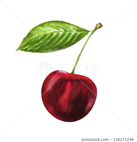 Watercolor illustration of a ripe juicy cherry with a leaf. Hand drawn cherry on a stem with a leaf Watercolor illustration of a ripe juicy cherry with a leaf. Hand drawn cherry on a stem with a leaf 116215246