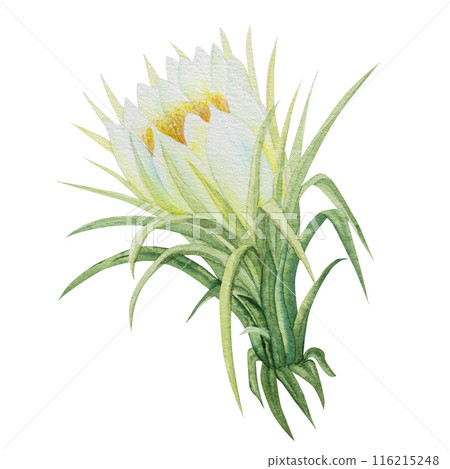 botanical illustration of Pitaya flowers. Watercolor botanical drawing of exotic flowers of dragon fruit or pitahaya botanical illustration of Pitaya flowers. Watercolor botanical drawing of exotic flowers of dragon fruit or pitahaya 116215248