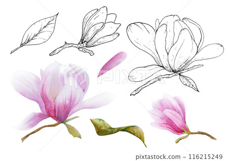 Watercolor vector illustration with blooming pink flowers and magnolia branches. Hand drawn magnolia. Watercolor vector illustration with blooming pink flowers and magnolia branches. Hand drawn magnolia. 116215249