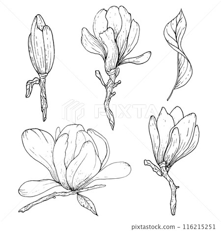 Monochrome flowers and branches of magnolia, hand drawn. Magnolia outline,black and white vector illustration of magnolia flowers and branches Monochrome flowers and branches of magnolia, hand drawn. Magnolia outline,black and white vector illustration of magnolia flowers and branches 116215251