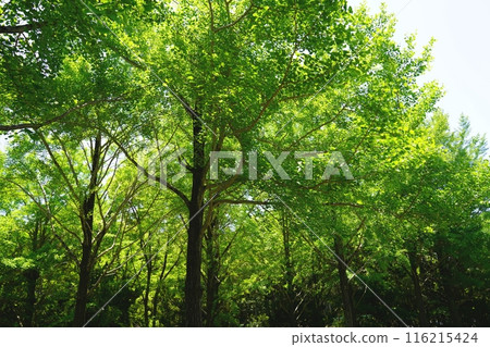 Osaka Suita Expo Commemoration Park Ginkgo trees with fresh greenery (Children's Square at the south entrance of the park) (Early summer) Osaka Suita Expo Commemoration Park Ginkgo trees with fresh greenery (Children's Square at the south entrance of the park) (Early summer) 116215424