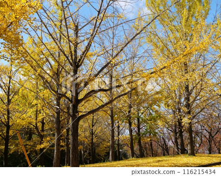 Osaka, Suita, Expo Commemoration Park, ginkgo trees in late autumn (Children's Square at the south entrance of the park) 116215434
