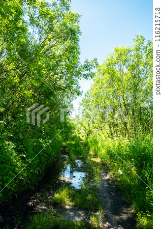 Pathway trough the woodland after rain. Pathway trough the woodland after rain. 116215718