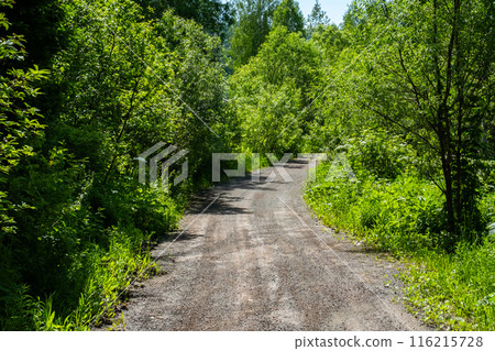 Pathway under the trees beside woodland. Pathway under the trees beside woodland. 116215728