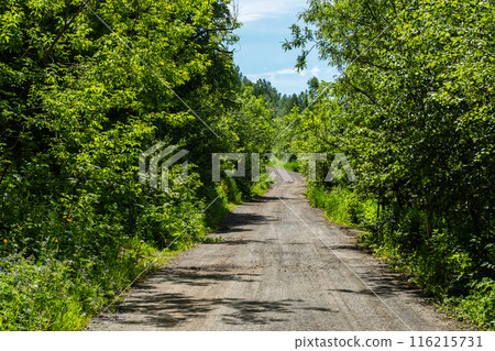 Path through the woods. Path through the woods. 116215731