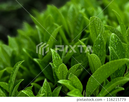 Close up of green leaves with raindrops in garden. Macro shot of fresh foliage with water droplets on blurred background. Nature and freshness concept for wallpaper and poster. 116215779