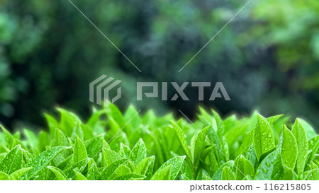 Green leaves with raindrops in garden. Macro shot of fresh foliage with water droplets on blurred background with copy space. Nature and freshness concept for wallpaper and poster. 116215805