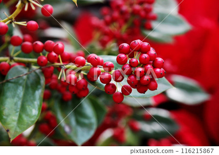 Chinese Holy 116215867