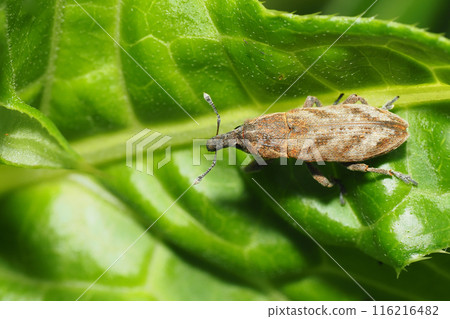 Hathi bonito weevil Hathi bonito weevil 116216482