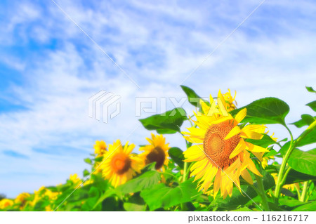 Bright blue sky and bright sunflowers 116216717