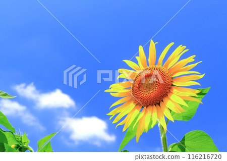清澈的藍天和鮮豔的向日葵 116216720