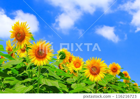 Refreshing blue sky and sunflower flowers in full bloom 116216723