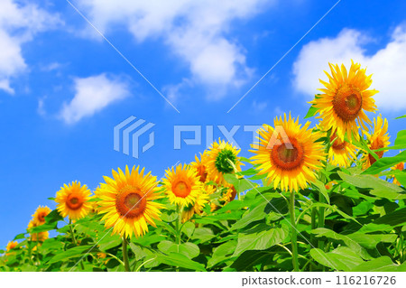 Refreshing blue sky and sunflower flowers in full bloom 116216726