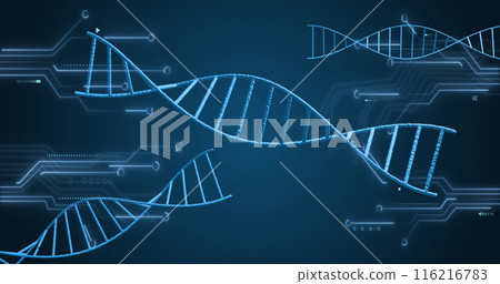 Image of spinning dna structures and microprocesor connections against blue background Image of spinning dna structures and microprocesor connections against blue background 116216783