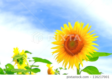 明亮的藍天和明亮的向日葵 明亮的藍天和明亮的向日葵 116217001