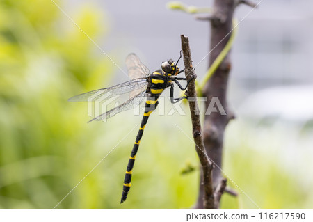 雄性 Anotogaster sieboldii 雄性 Anotogaster sieboldii 116217590