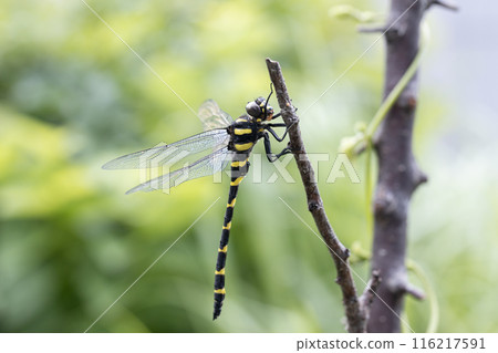 Male Anotogaster sieboldii Male Anotogaster sieboldii 116217591