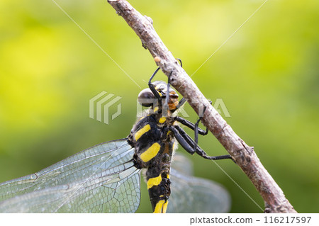 Male Anotogaster sieboldii Male Anotogaster sieboldii 116217597