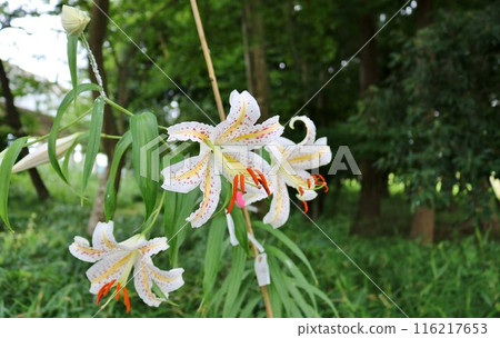 Lilies blooming in the forest in the summer sunshine 116217653
