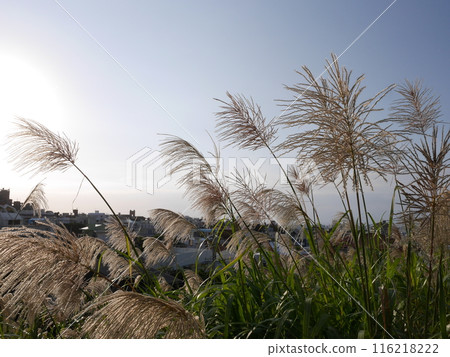 Susukino ears fluttering in the wind Susukino ears fluttering in the wind 116218222