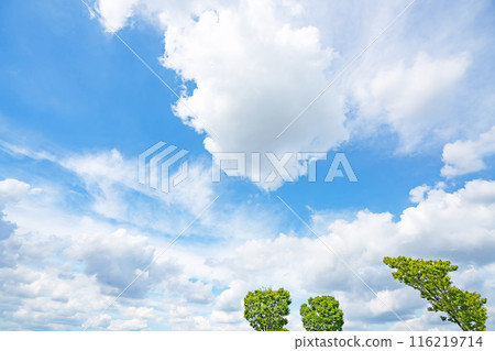 Summer clouds and trees 116219714