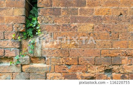 Ivy brick wall texture background. Old brick blocks wall and green creeper, ancient bricks fence, retro stonewall 116220755