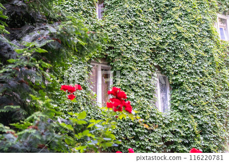 Lush green wall of hedera helix or creeper foliage in summer day with overgrown window. Ivy carpet 116220781