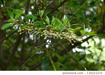 園林樹王江戶樹木國的雌花 園林樹王江戶樹木國的雌花 116221233