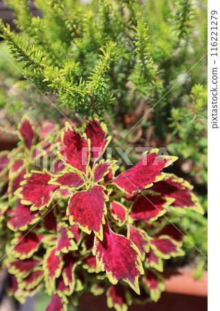 Potted vegetative coleus and heather Potted vegetative coleus and heather 116221279