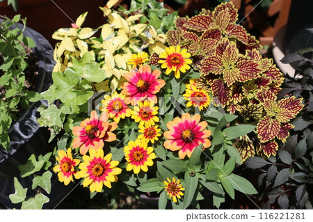 多彩夏季插花 116221281