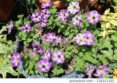 薩菲尼亞藝術紫花朵 116221282