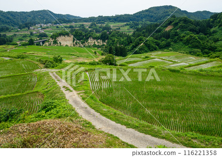 Rice terraces in Shikamura, Yamagata Prefecture Rice terraces in Shikamura, Yamagata Prefecture 116221358