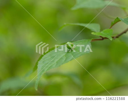Helwingia japonica fruit 116221588