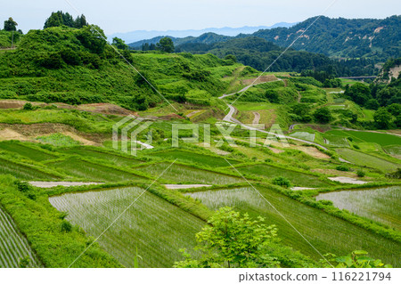 One hundred best rice terraces in Japan: Shikamura rice terraces, Yamagata Prefecture 116221794