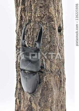 Palawan giant stag beetle 116221936