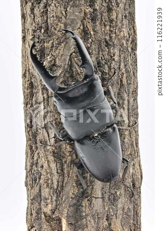 Palawan giant stag beetle 116221939