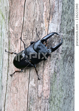 Palawan giant stag beetle Palawan giant stag beetle 116221940