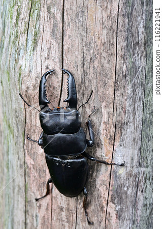 Palawan giant stag beetle 116221941