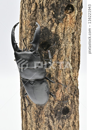 Palawan giant stag beetle Palawan giant stag beetle 116221943