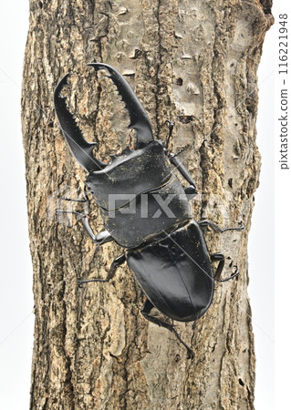 Palawan giant stag beetle 116221948